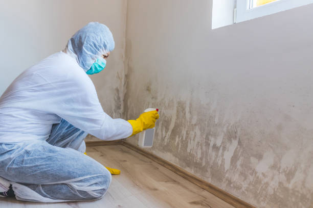 Licensed Basement Mold Remediation service in White Hall, MD - WQB Mold Removal