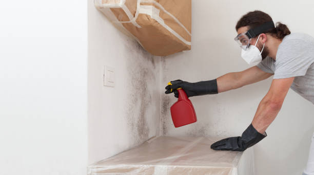 Professional Basement Mold Remediation technician working in White Hall, MD