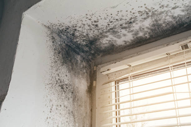 Affordable Basement Mold Remediation solutions in White Hall, MD